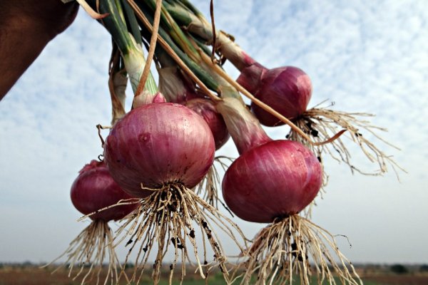 Kraken onion link