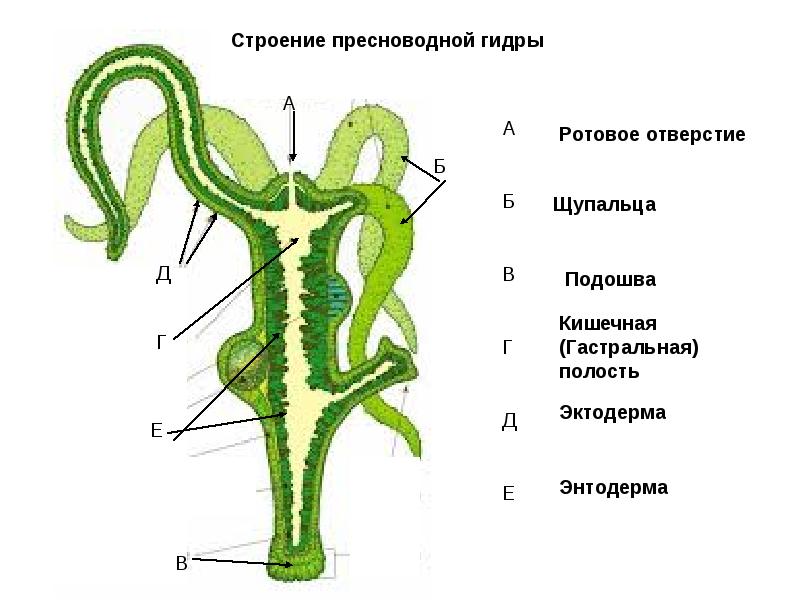 Оригинальный сайт кракен