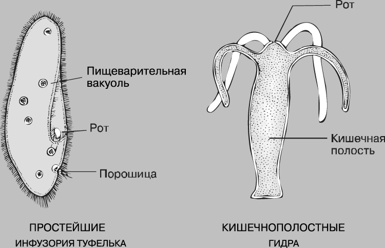 Кракен kr2web in что это